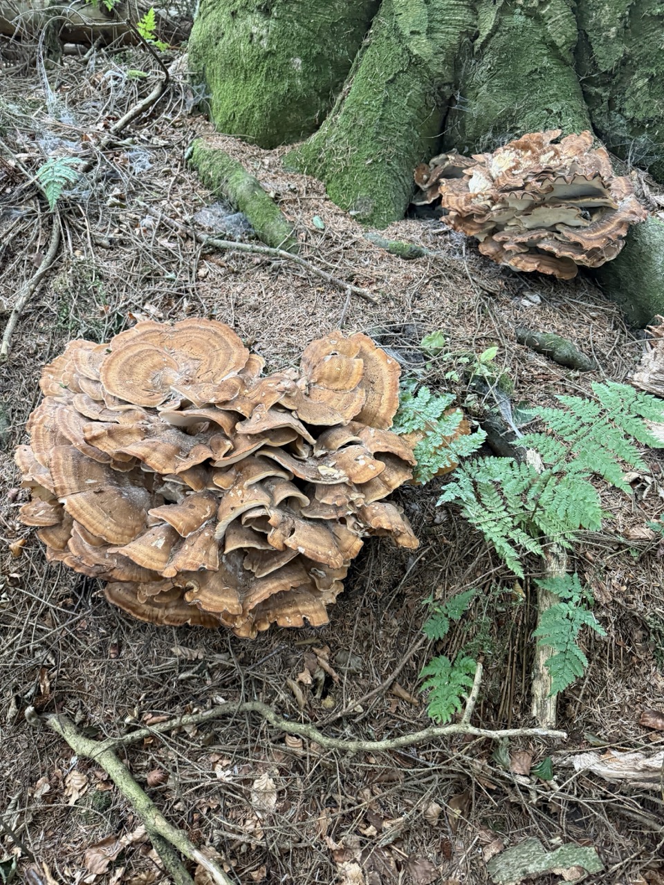 Large bracket fungi at the base of a moss-covered tree in woodland