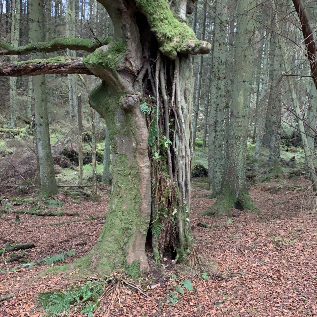 Ancient gnarled hollow tree with moss and ivy in deciduous woodland