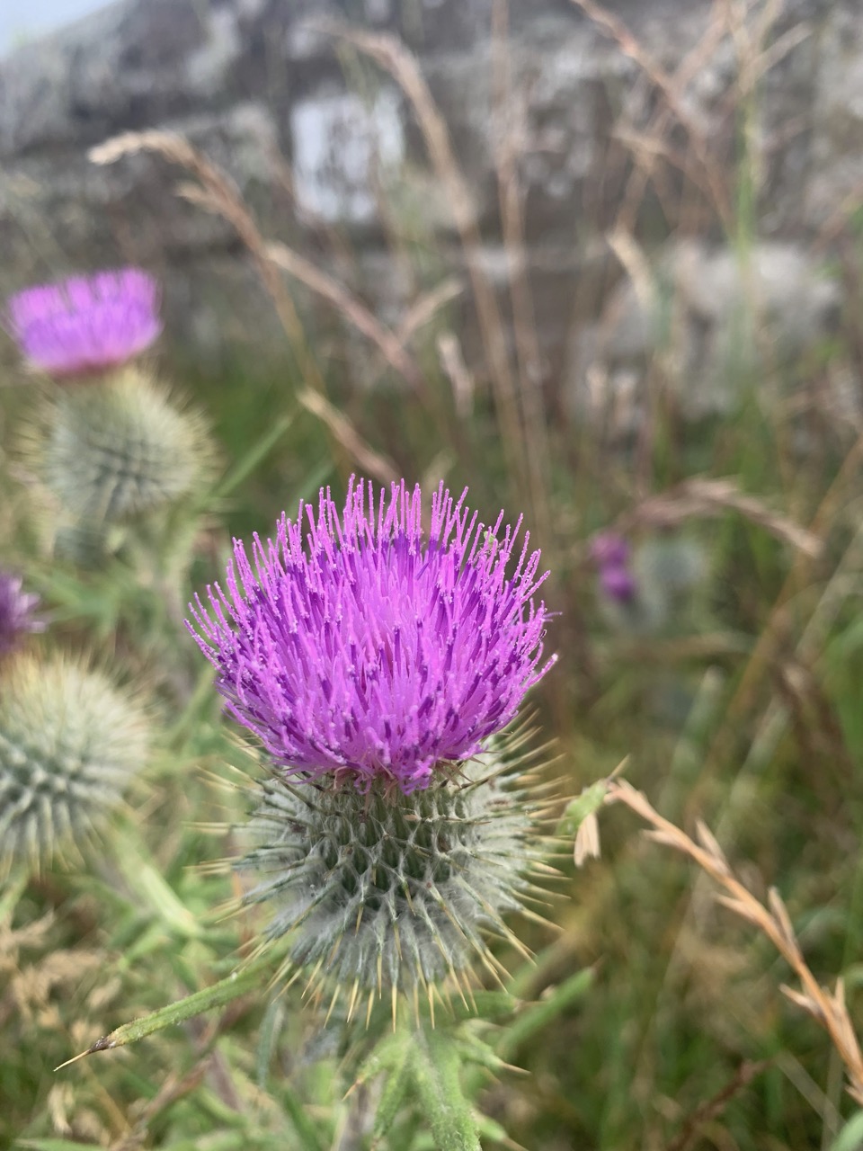 Purple spear thistle in full flower against a stone wall in late summer